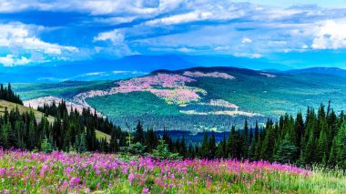 Her yerde parlak pembe Fireweed çiçek hediyesi ile Shuswap Highlands bakan alpine meadows hiking