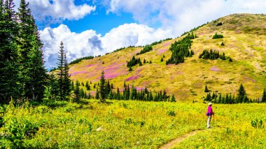 Alpine meadows hiking kadın kaplı yüksek çiçekler içinde Alp Sun Peaks köyü yakınlarında