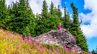 Yüksek büyük bir kayanın üzerinde oturan kadın kıdemli Alp pembe Fireweed çiçeklerle çevrili
