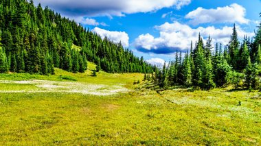 Hiking Alpin çayırlar ile kaplı yüksek çiçekler içinde Alp Sun Peaks köyü yakınlarında