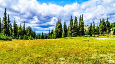 Hiking Alpin çayırlar ile kaplı yüksek çiçekler içinde Alp Sun Peaks köyü yakınlarında