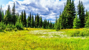 Hiking Alpin çayırlar ile kaplı yüksek çiçekler içinde Alp Sun Peaks köyü yakınlarında