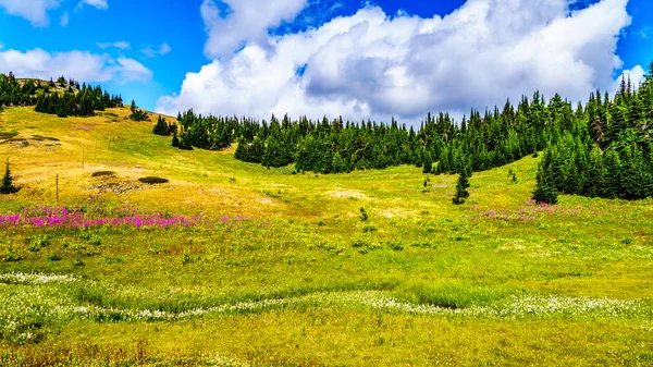 Hiking through alpine meadows covered in wildflowers in the high alpine near the village of Sun Peaks