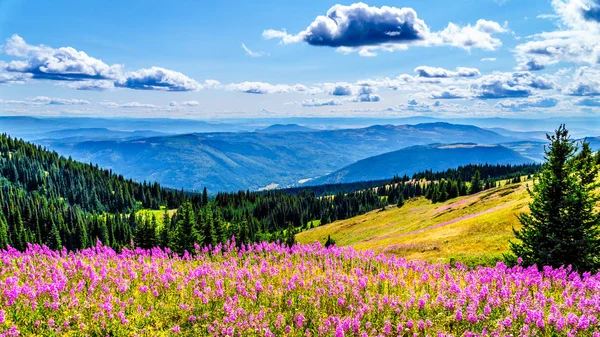 Hiking through alpine meadows overlooking the Shuswap Highlands with bright pink Fireweed flowers present everywhere — Stock Photo, Image