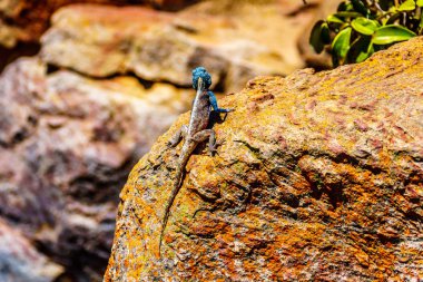 Güney Rock Agama kertenkele veya mavi metalik renk renkli sarı ve turuncu kaya Blyde River Canyon rezerv Panorama rota Güney Afrika boyunca oturup çiftleşme ile Agama Atra