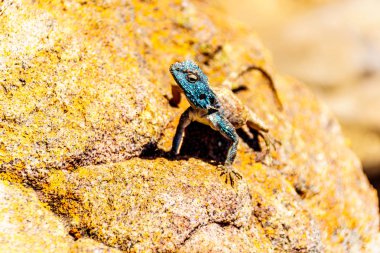 Güney Rock Agama kertenkele veya mavi metalik renk renkli sarı ve turuncu kaya Blyde River Canyon rezerv Panorama rota Güney Afrika boyunca oturup çiftleşme ile Agama Atra