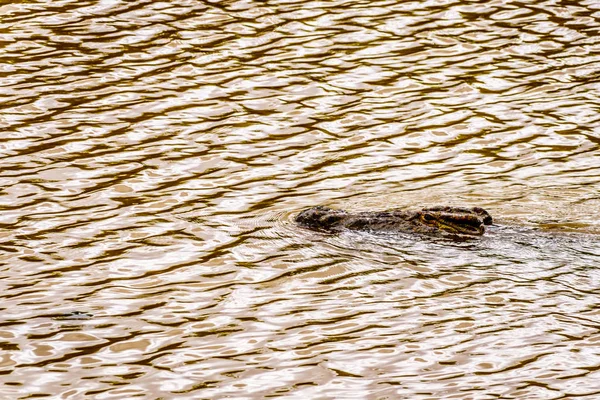 Grande Crocodilo Nadando Rio Olifants Perto Parque Kruger Phalaborwa Fronteira — Fotografia de Stock