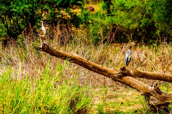 Blue Heron Ergret Branco Sentados Uma Antiga Filial Árvore Longo — Fotografia de Stock