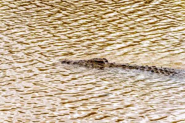 Grande Crocodilo Nadando Rio Olifants Perto Parque Kruger Phalaborwa Fronteira — Fotografia de Stock