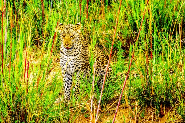 Leopard High Grass Olifant River Kruger National Park Border Limpopo — Stock Photo, Image