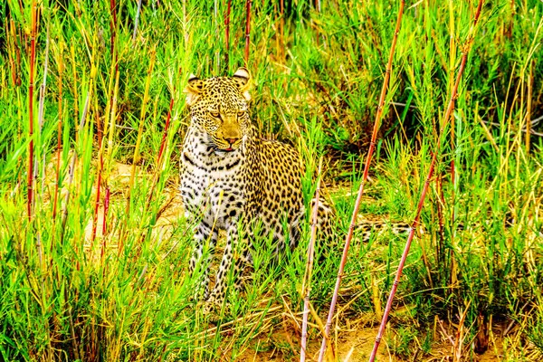 Leopard High Grass Olifant River Kruger National Park Border Limpopo — Stock Photo, Image