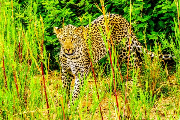 Leopard High Grass Olifant River Kruger National Park Border Limpopo — Stock Photo, Image