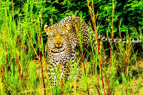 Leopard Magas Fűben Elefánt Folyó Kruger Nemzeti Park Határán Limpopo — Stock Fotó