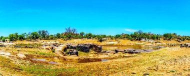 Olifants Nehri yakınında Phalaborwa Kruger Milli Parkı'nda Güney Afrika etrafında peyzaj Panoraması