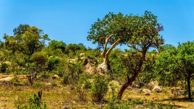 Mopane ağaçlar'kuzey kesiminde, Kruger National Park, Güney Afrika büyük bir oyun rezerv ile orman
