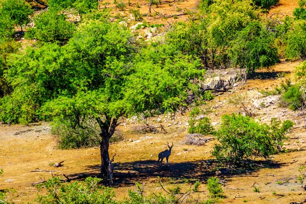 Veduta Aerea Kudus Nel Caldo Della Giornata All Ombra Albero — Foto Stock