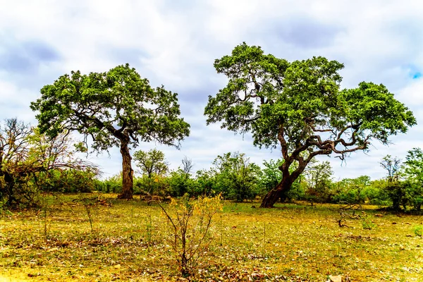 Letaba 공화국에서 공원에 가까운 Mopane — 스톡 사진