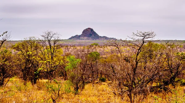 Dürregeplagtes Savannengebiet Des Nördlichen Kruger Nationalparks Südafrika — Stockfoto