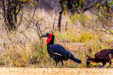 Phalaborwa ve Letaba Güney Afrika Kruger National Park arasında Güney kara Kartallar