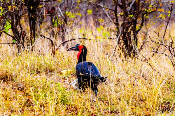 Hornbill Solo Sul Entre Phalaborwa Letaba Parque Nacional Kruger África — Fotografia de Stock