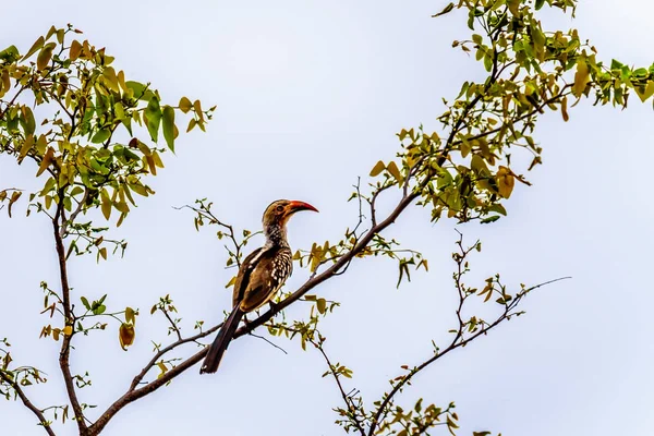 Hornbill Vermelho Faturado Empoleirado Uma Filial Árvore Parque Nacional Kruger — Fotografia de Stock