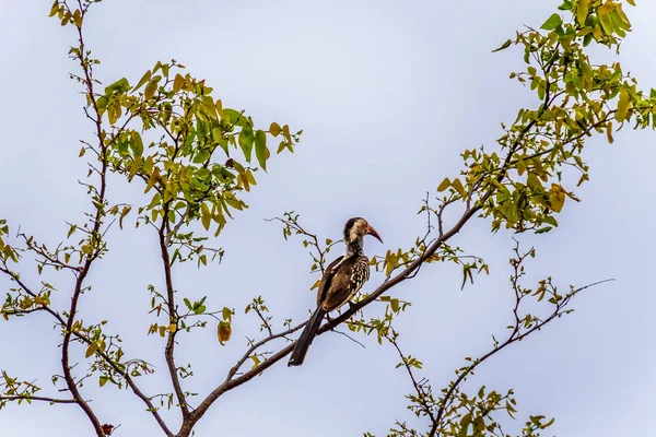 Červená Účtoval Hornbill Posazený Větev Stromu Národním Parku Kruger Jižní — Stock fotografie