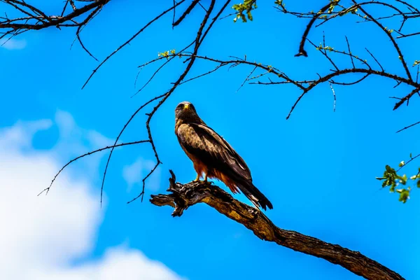 Steppe Buzzard Perched Tree Branch Blue Sky Kruger National Park — Stock Photo, Image