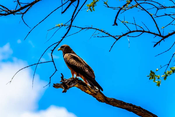 南アフリカのクルーガー国立公園の木の枝に腰掛け草原ノスリ — ストック写真
