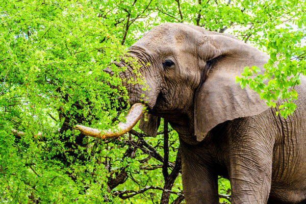 A large adult African Elephant eating leafs from Mopane Trees in a forest near Letaba in Kruger National Park, a large Nature Reserve in South Africa