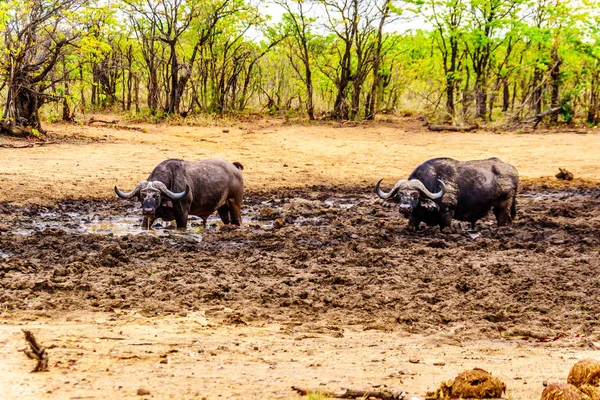 Speciální Vodní Buvoli Stojí Kaluži Bahna Národním Parku Kruger Jižní — Stock fotografie