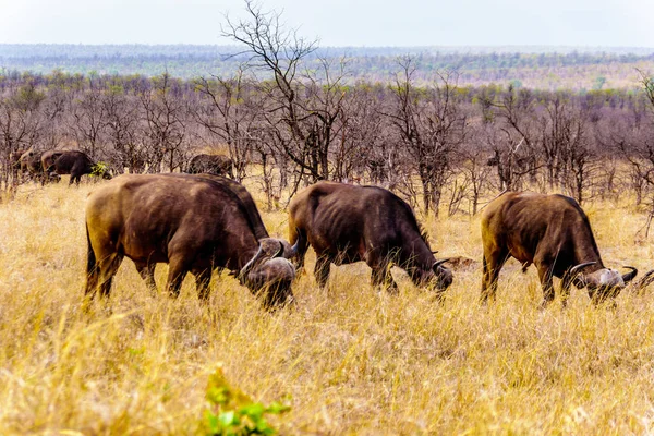 Buffalos Água Pastando Grama Svannah Parque Nacional Kruger África Sul — Fotografia de Stock