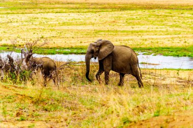 Sürüsü Güney Afrika'da orman Kruger National Park içine geri dönmek Letaba nehirden geliyor
