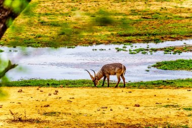 Kruger Nationa, Park Güney Afrika Letaba Nehri boyunca otlatma waterbuck