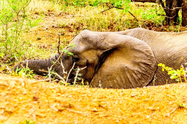 Large Elephant laying in a large hole in the sand in Kruger National Park in South Africa