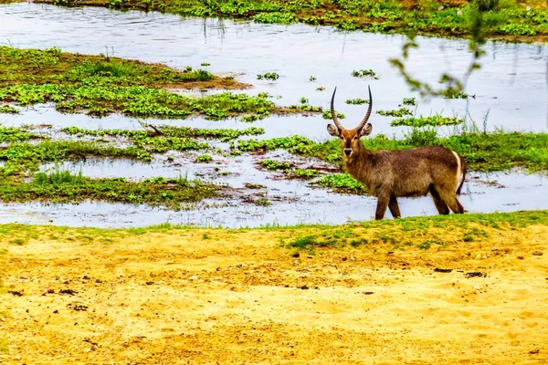 Waterbuck Pascolo Lungo Fiume Letaba Kruger Nationa Parco Sud Africa — Foto Stock