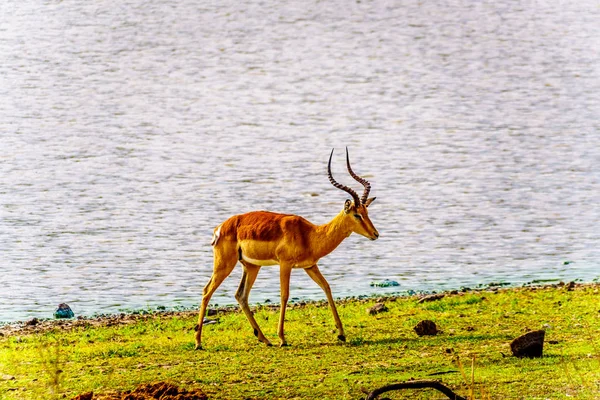 Maschio Impala Una Pozza Irrigazione Nel Kruger National Park Sud — Foto Stock