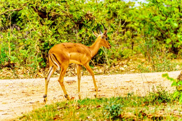 Impala Nel Kruger National Park Sud Africa — Foto Stock