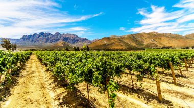 Üzüm bağları ve bahar çevreleyen dağların Güney Afrika'da Western Cape Boland şarap bölgesinde
