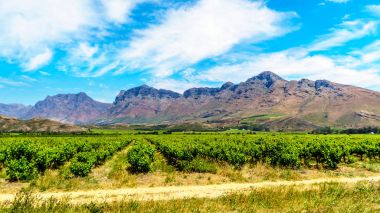 Üzüm bağları ve bahar çevreleyen dağların Güney Afrika'da Western Cape Boland şarap bölgesinde