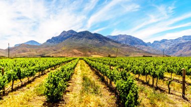 Üzüm bağları ve bahar çevreleyen dağların Güney Afrika'da Western Cape Boland şarap bölgesinde