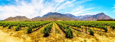 Panorama of Vineyards in spring in the Boland Wine Region of the Western Cape in South Africa clipart