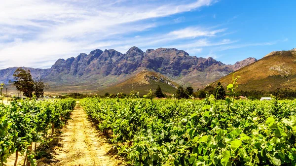 Vinhedos Montanhas Vizinhas Primavera Região Vinhos Boland Cabo Ocidental África — Fotografia de Stock