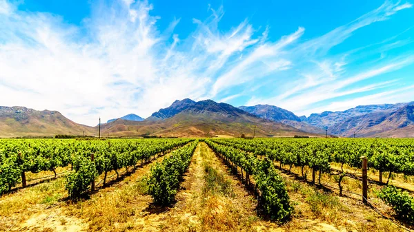 Vinhedos Montanhas Vizinhas Primavera Região Vinhos Boland Cabo Ocidental África — Fotografia de Stock