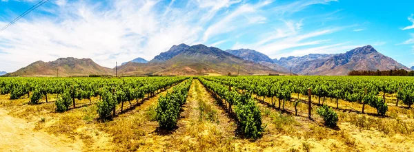 Western Cape Güney Afrika'da Boland şarap bölgesinde bahar bağ Panoraması
