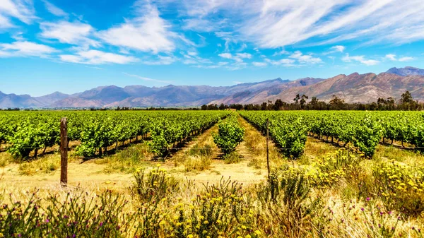 Wijngaarden Omliggende Bergen Het Voorjaar Boland Wine Region Van West — Stockfoto