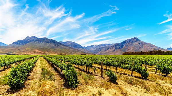 Vineyards Surrounding Mountains Spring Boland Wine Region Western Cape South Royalty Free Stock Photos