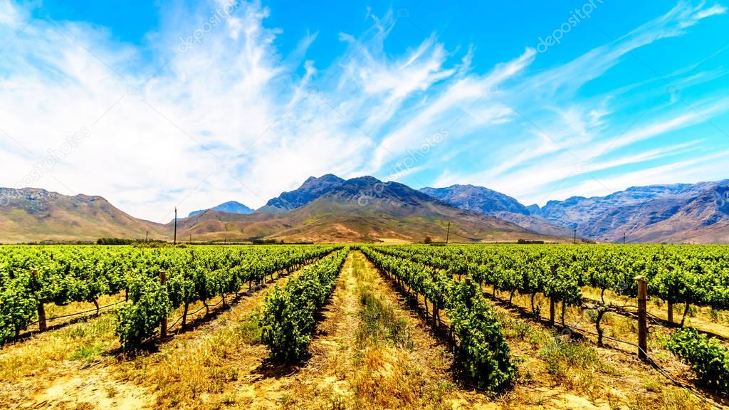 Vineyards and surrounding Mountains in spring in the Boland Wine Region of the Western Cape in South Africa