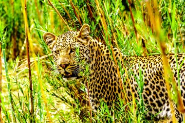 Yakın bir leopar Olifants Nehri boyunca gezici kadar. Görülen yakın kadar nehir Safari tekne Phalaborwa town Güney Afrika Kruger National Park yakınındaki