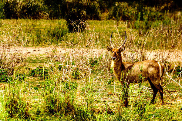 Waterbuck along the Olifants River near the town of Phalaborwa in Kruger National Park in South Africa