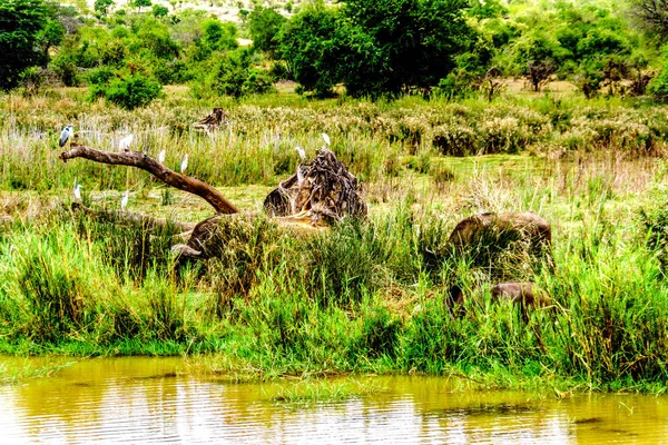 Texas Nehir Olifants Nehri Nin Kruger Milli Parkı Nda Güney — Stok fotoğraf